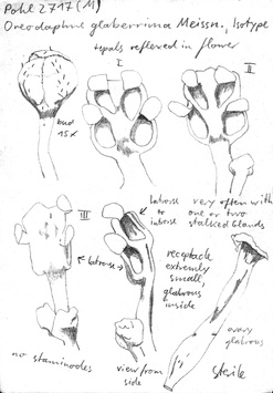 Vorschaubild Oreodaphne glaberrima Meisn.